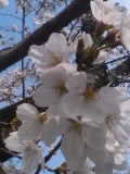 Ԍ